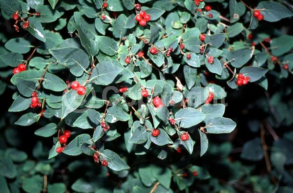 White blooms; Pink blooms; Semi-evergreen