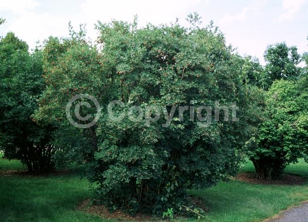 White blooms; Pink blooms; Semi-evergreen