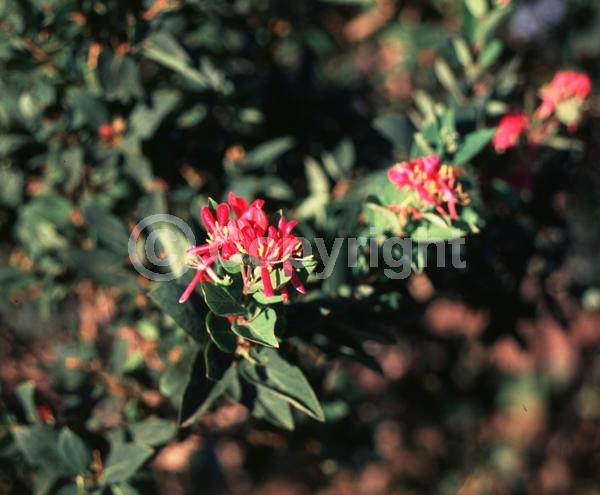 White blooms; Pink blooms; Semi-evergreen