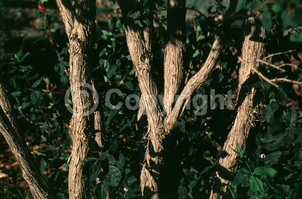 White blooms; Pink blooms; Semi-evergreen