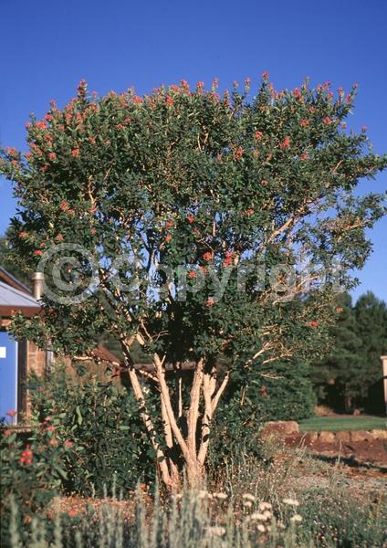 White blooms; Pink blooms; Semi-evergreen
