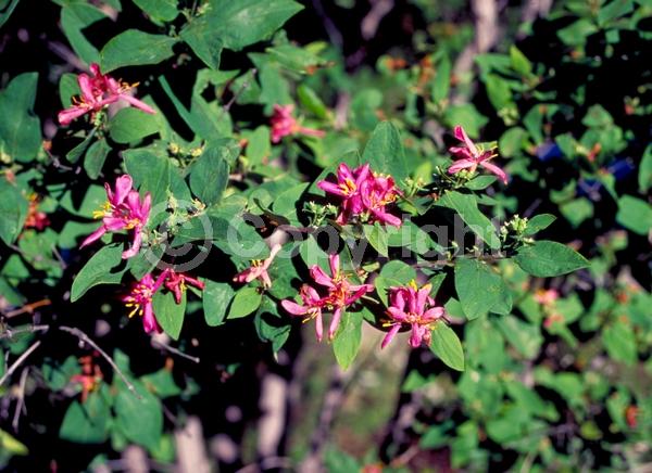 White blooms; Pink blooms; Semi-evergreen
