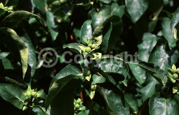 Yellow blooms; White blooms; Evergreen