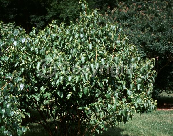 Yellow blooms; White blooms; Evergreen
