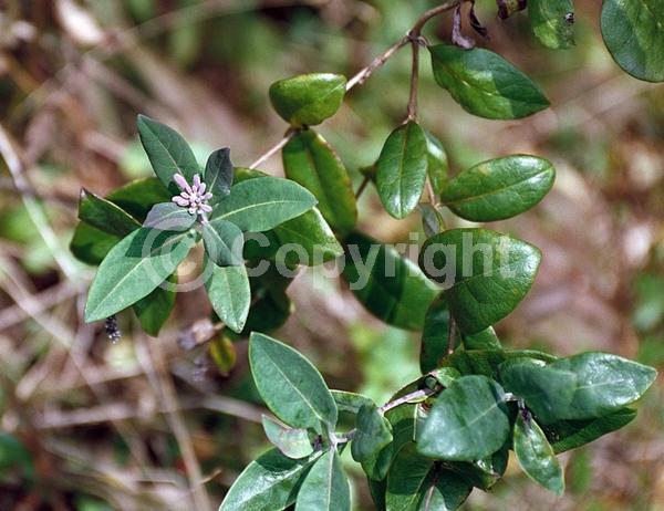 Red blooms; Yellow blooms; Pink blooms; Semi-evergreen