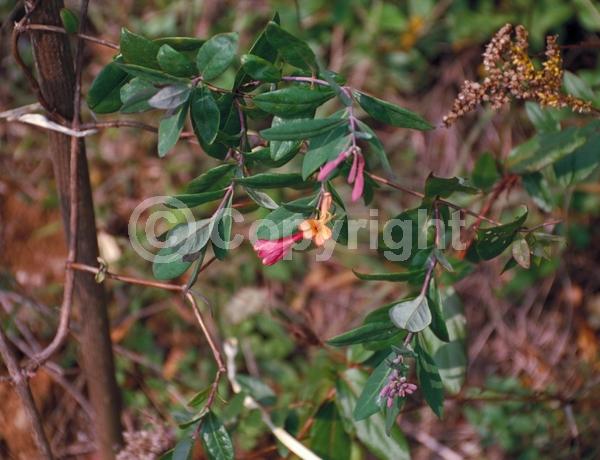 Red blooms; Yellow blooms; Pink blooms; Semi-evergreen