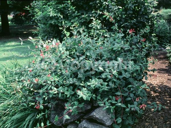 Red blooms; Yellow blooms; Pink blooms; Semi-evergreen