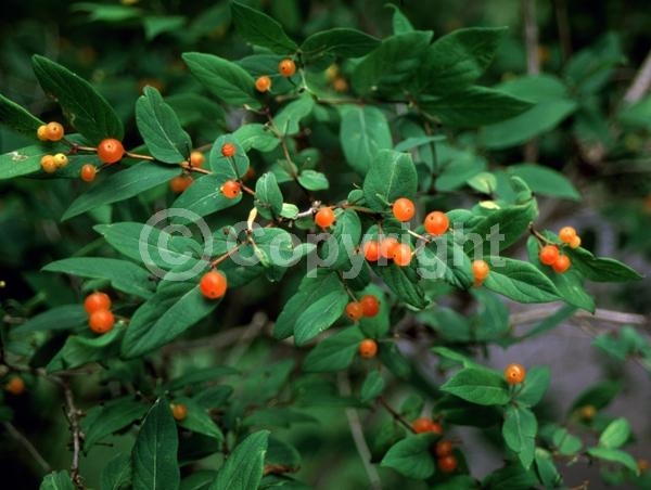 Yellow blooms; White blooms; Deciduous