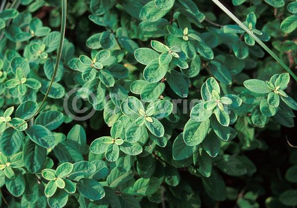 Pink blooms; Semi-evergreen; 