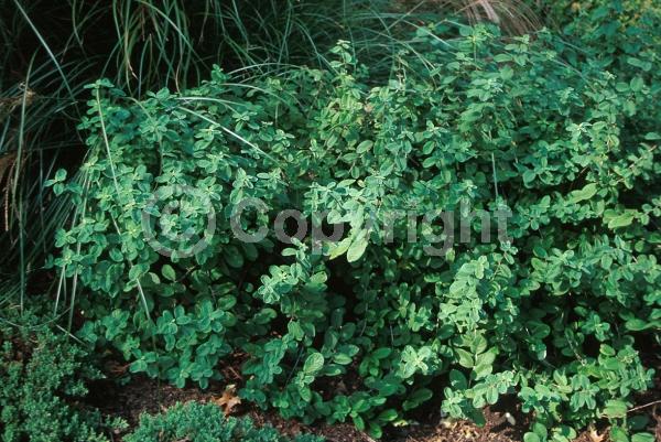 Pink blooms; Semi-evergreen; 