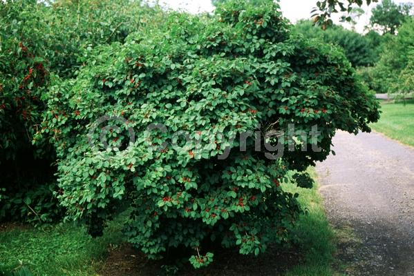 Pink blooms; Semi-evergreen; 