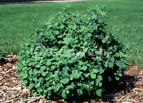 Yellow blooms; White blooms; Evergreen