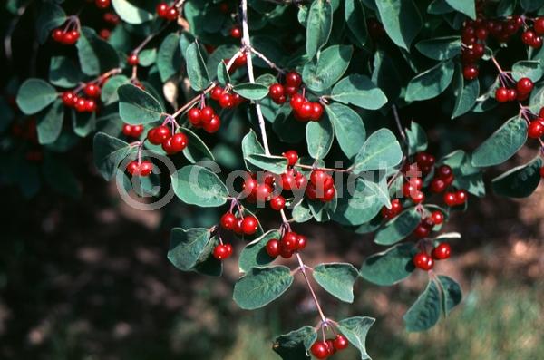 Yellow blooms; White blooms; Semi-evergreen