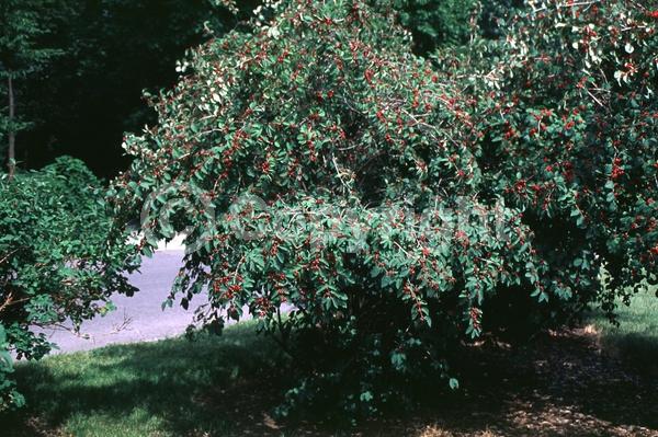 Yellow blooms; White blooms; Semi-evergreen