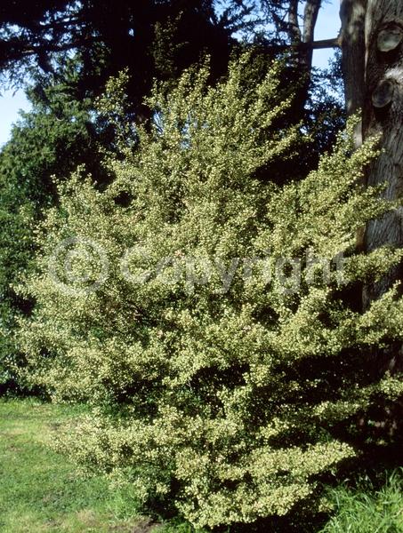 White blooms; Evergreen