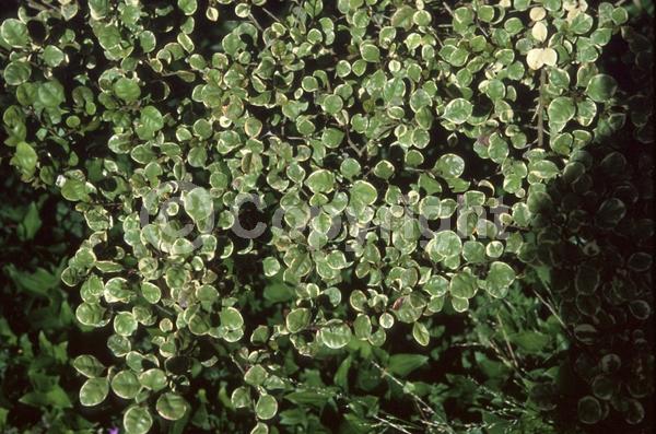 White blooms; Evergreen
