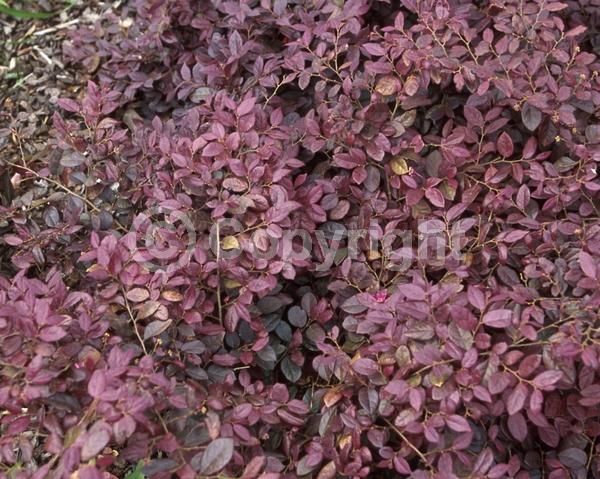 Pink blooms; Evergreen