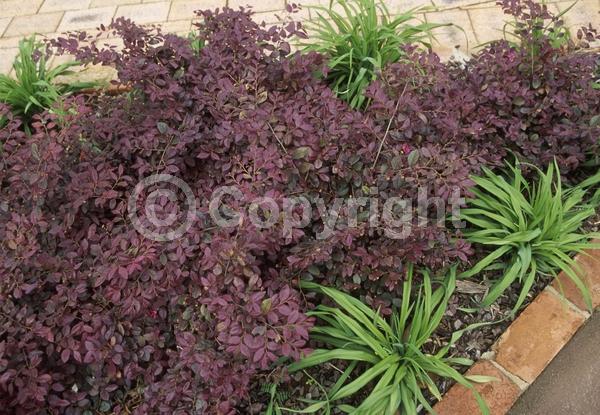 Pink blooms; Evergreen