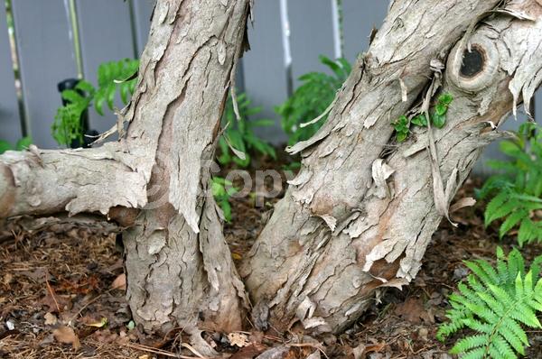 Red blooms; Evergreen