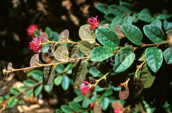Red blooms; Evergreen