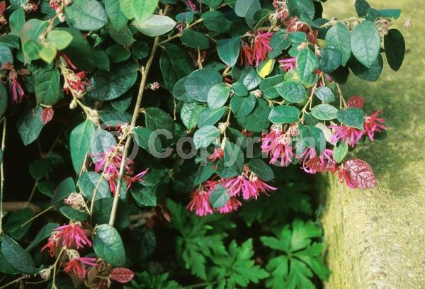 Red blooms; Evergreen