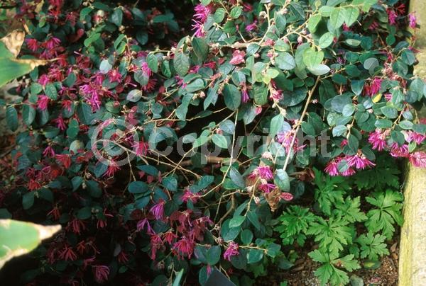 Red blooms; Evergreen