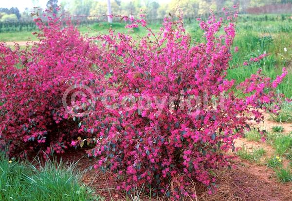 Red blooms; Evergreen