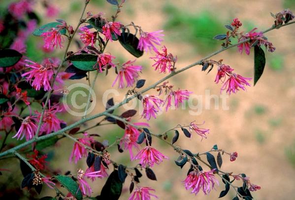 Red blooms; Evergreen