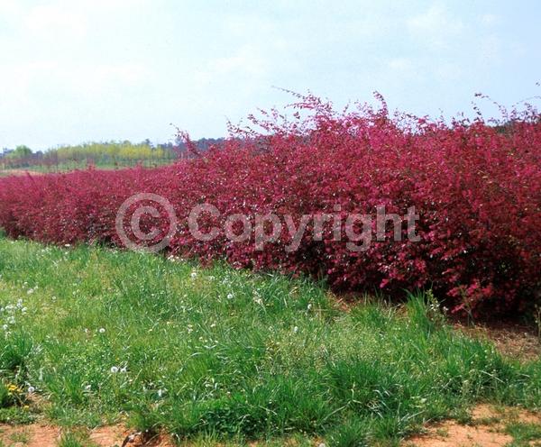 Red blooms; Evergreen