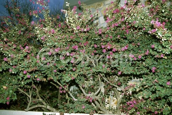 Red blooms; Evergreen