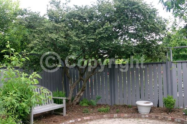 Red blooms; Evergreen