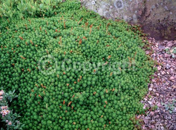 White blooms; Evergreen; North American Native