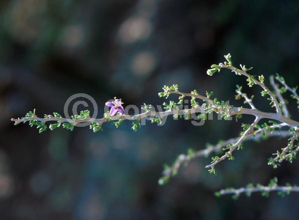 Purple blooms; Pink blooms; Evergreen; Needles or needle-like leaf; North American Native