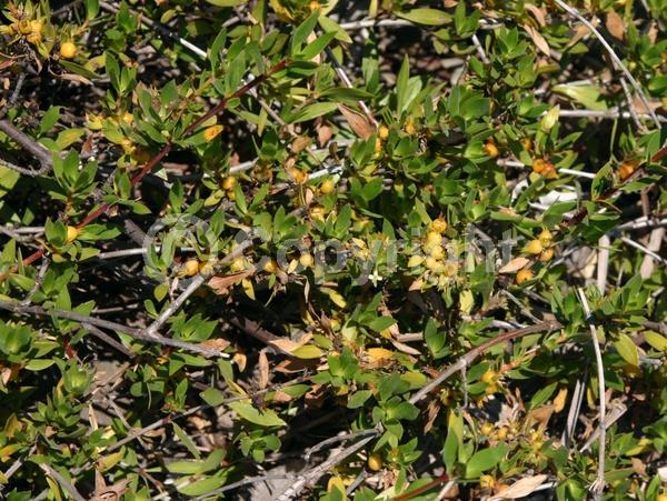 Yellow blooms; Purple blooms; White blooms; Pink blooms; Evergreen; Needles or needle-like leaf; North American Native