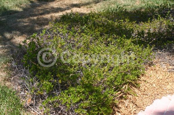 Yellow blooms; Purple blooms; White blooms; Pink blooms; Evergreen; Needles or needle-like leaf; North American Native