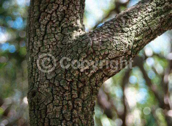 Yellow blooms; Purple blooms; White blooms; Pink blooms; Evergreen; Needles or needle-like leaf; North American Native