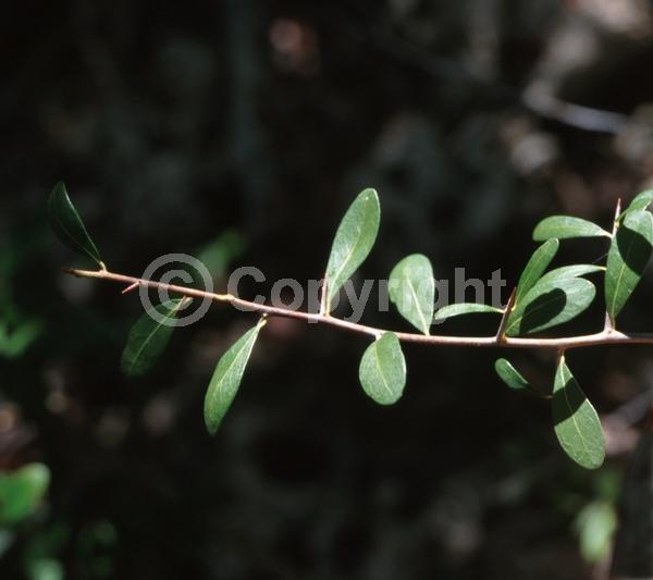 Yellow blooms; Purple blooms; White blooms; Pink blooms; Evergreen; Needles or needle-like leaf; North American Native