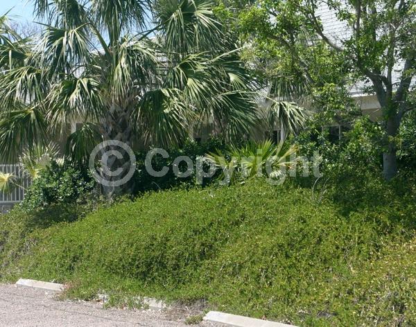 Yellow blooms; Purple blooms; White blooms; Pink blooms; Evergreen; Needles or needle-like leaf; North American Native