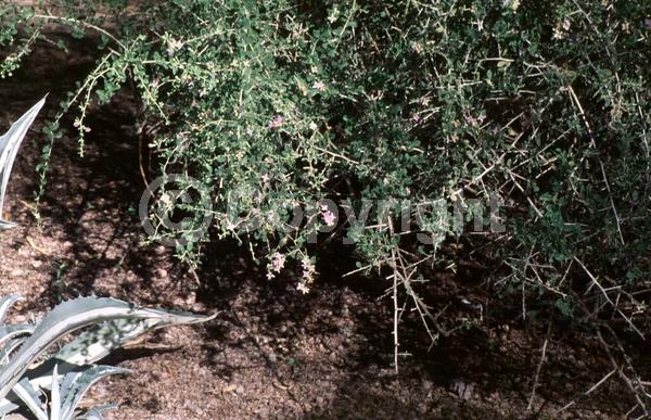 Yellow blooms; Purple blooms; White blooms; Pink blooms; Evergreen; North American Native