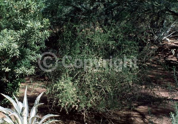 Yellow blooms; Purple blooms; White blooms; Pink blooms; Evergreen; North American Native