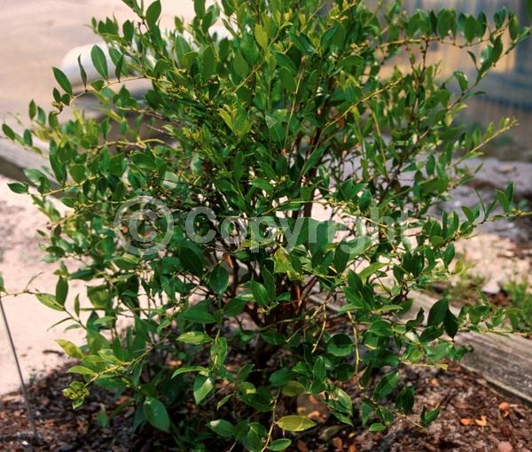 White blooms; Evergreen; Needles or needle-like leaf; North American Native
