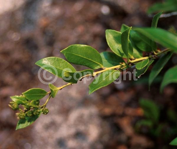 White blooms; Evergreen; Needles or needle-like leaf; North American Native