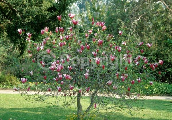 Purple blooms; Pink blooms; Deciduous; Broadleaf