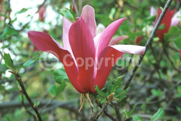 Purple blooms; Pink blooms; Deciduous; Broadleaf