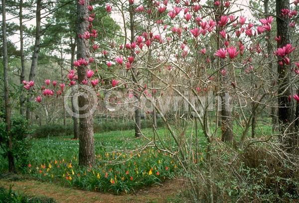 Purple blooms; Deciduous; Broadleaf