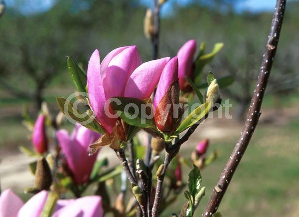 Purple blooms; Deciduous; Broadleaf