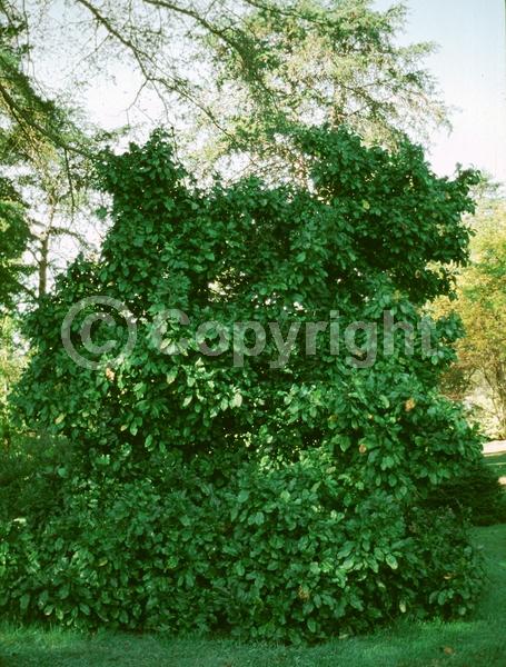Purple blooms; Deciduous; Broadleaf