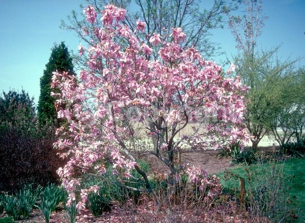 White blooms; Pink blooms; Lavender blooms; Deciduous; Broadleaf