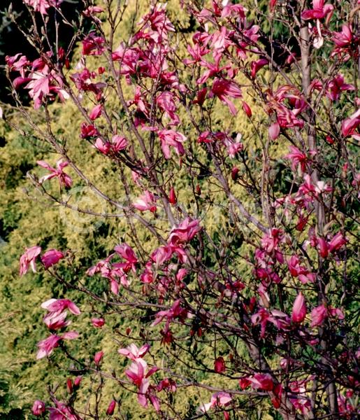 White blooms; Pink blooms; Lavender blooms; Deciduous; Broadleaf