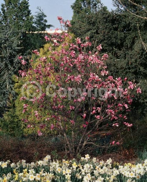 White blooms; Pink blooms; Lavender blooms; Deciduous; Broadleaf